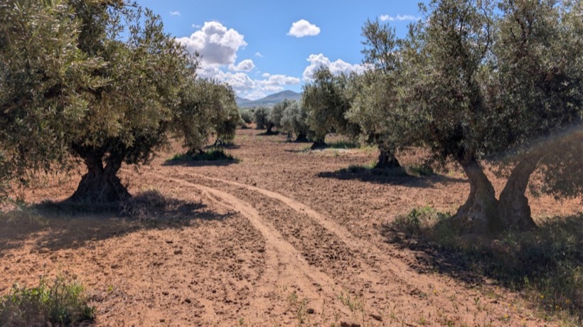Desbroce y limpieza de fincas