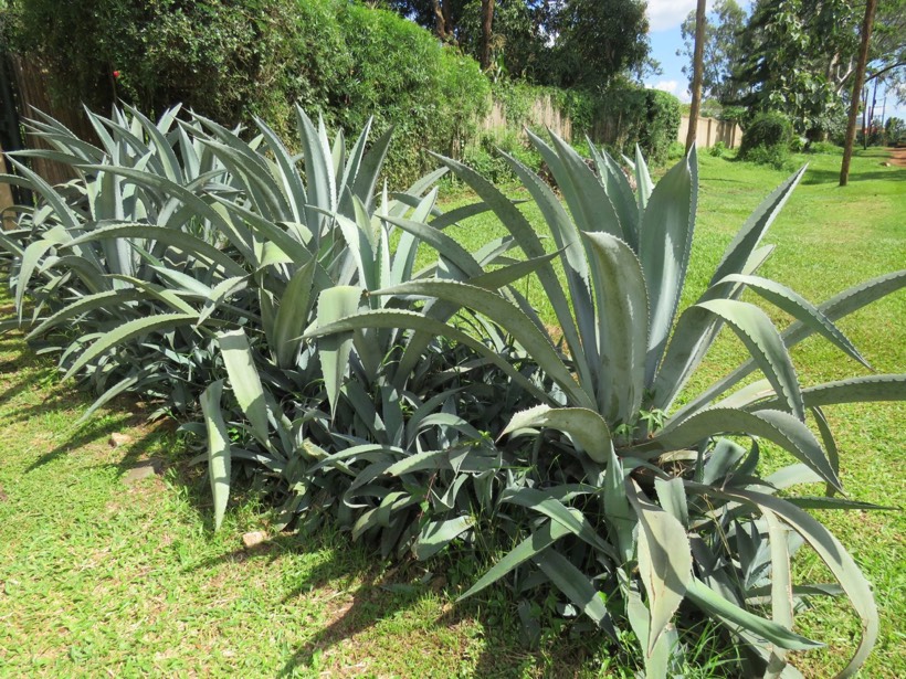 Diseño y plantación